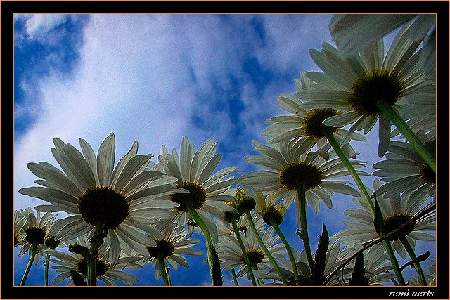 photo "white and bleu" tags: landscape, nature, flowers, summer