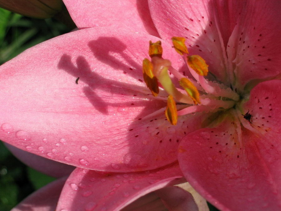 photo "Lily" tags: macro and close-up, nature, flowers