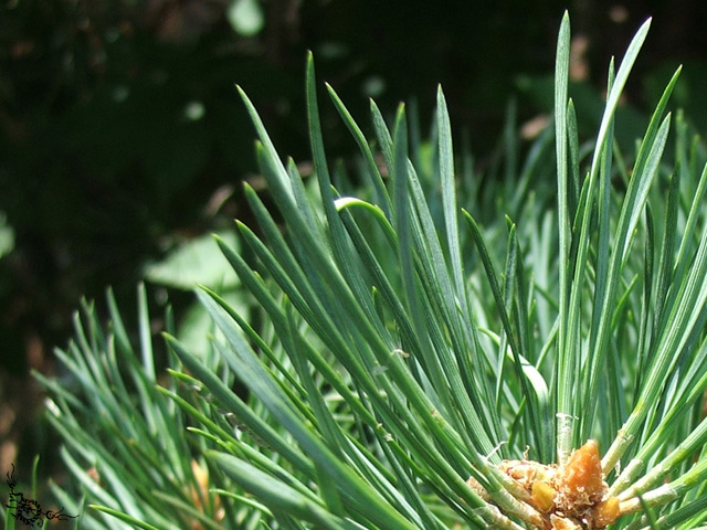 photo "Soft needles" tags: macro and close-up, nature, flowers