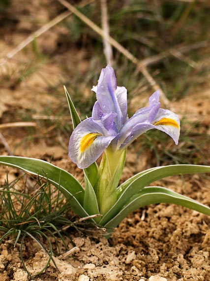 photo "Iris" tags: misc., 