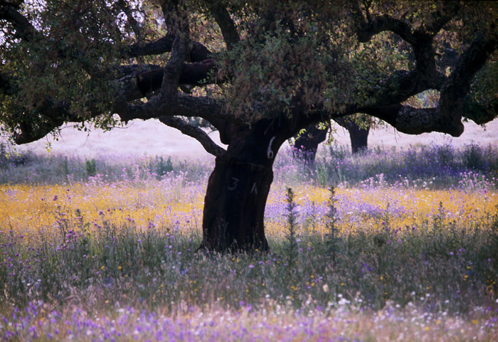 photo "Chaparro" tags: nature, landscape, spring