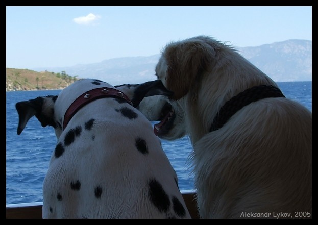 photo "love is..." tags: nature, landscape, pets/farm animals, water