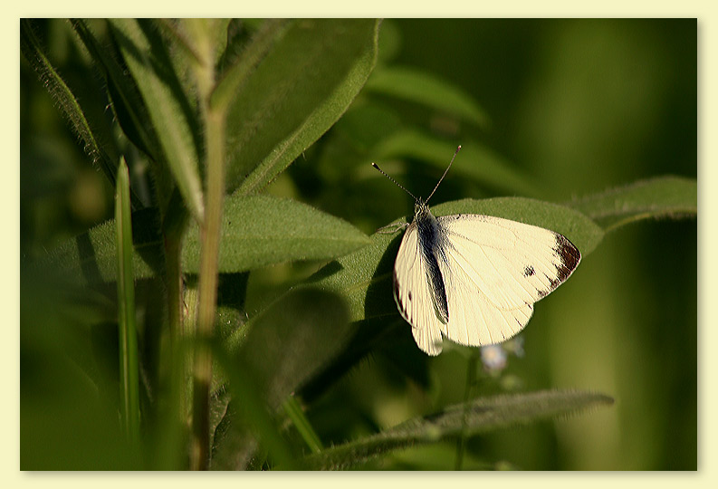 photo "Butterfly" tags: nature, flowers, insect