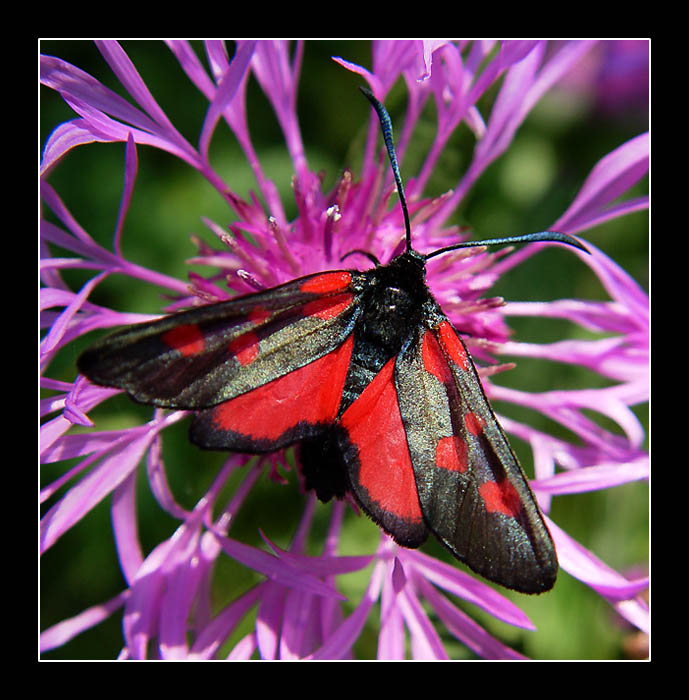 photo "The Beauty...)" tags: nature, macro and close-up, insect