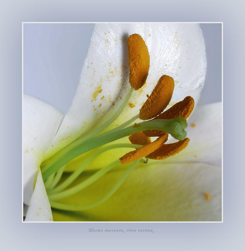 photo "Six stamens, one pestle..." tags: macro and close-up, nature, flowers