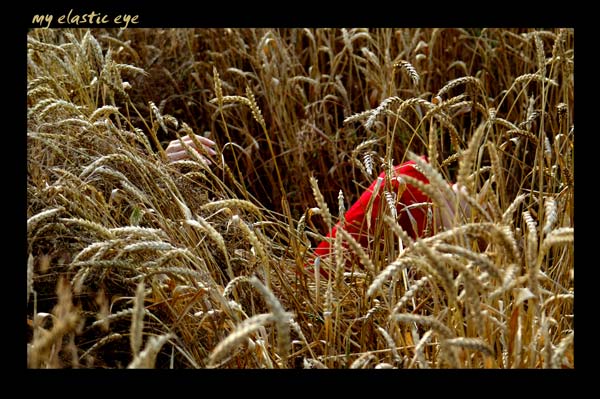 фото "золотой" метки: природа, 