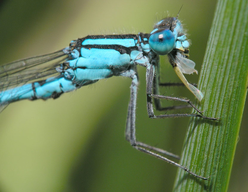 photo "Untitled photo" tags: nature, macro and close-up, insect