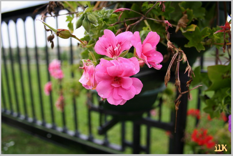 photo "Flower" tags: nature, still life, flowers