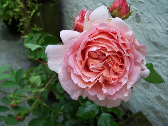 photo "Abraham Darby" tags: macro and close-up, nature, flowers