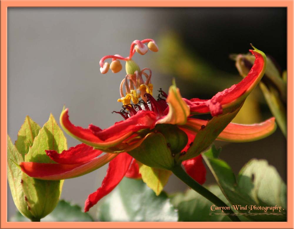 фото "" Red Passion " ." метки: макро и крупный план, природа, цветы