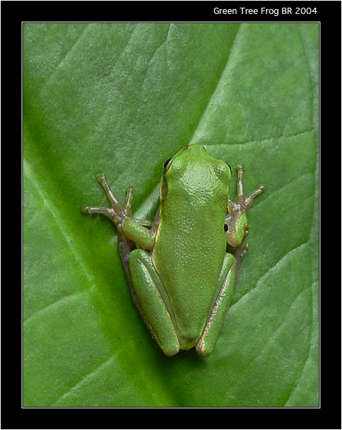 photo "Greef Trea Frog" tags: macro and close-up, nature, wild animals