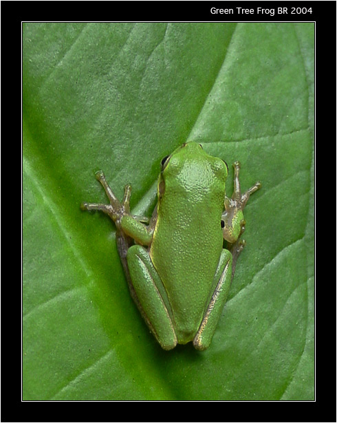 фото "Greef Trea Frog" метки: макро и крупный план, природа, дикие животные