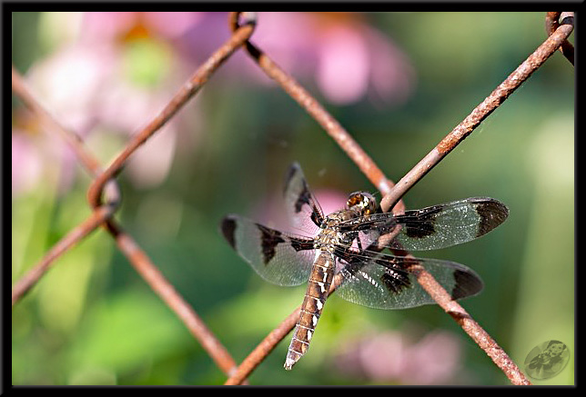 photo "За решеткой" tags: nature, insect