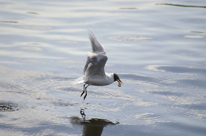 photo "Successful hunting" tags: nature, genre, wild animals