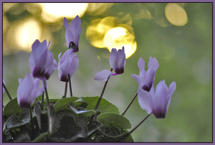 photo "Flowers at a window" tags: macro and close-up, 