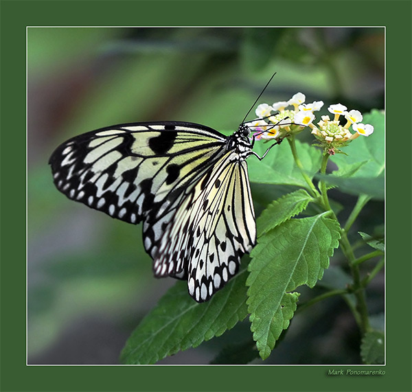 photo ".." tags: nature, insect