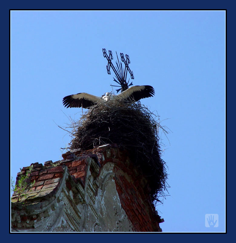 photo "Bird of happiness" tags: nature, genre, wild animals