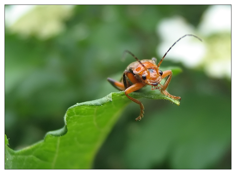 photo "wanderer" tags: macro and close-up, 