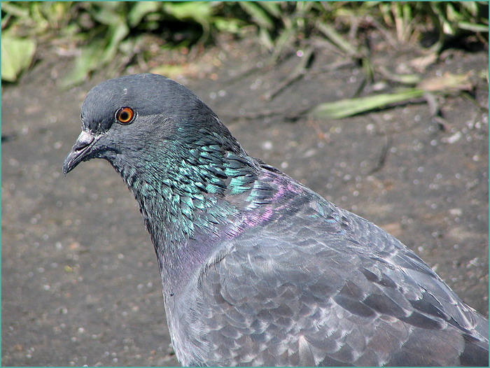 photo "Portrait of Mr. of the Pigeon" tags: nature, wild animals