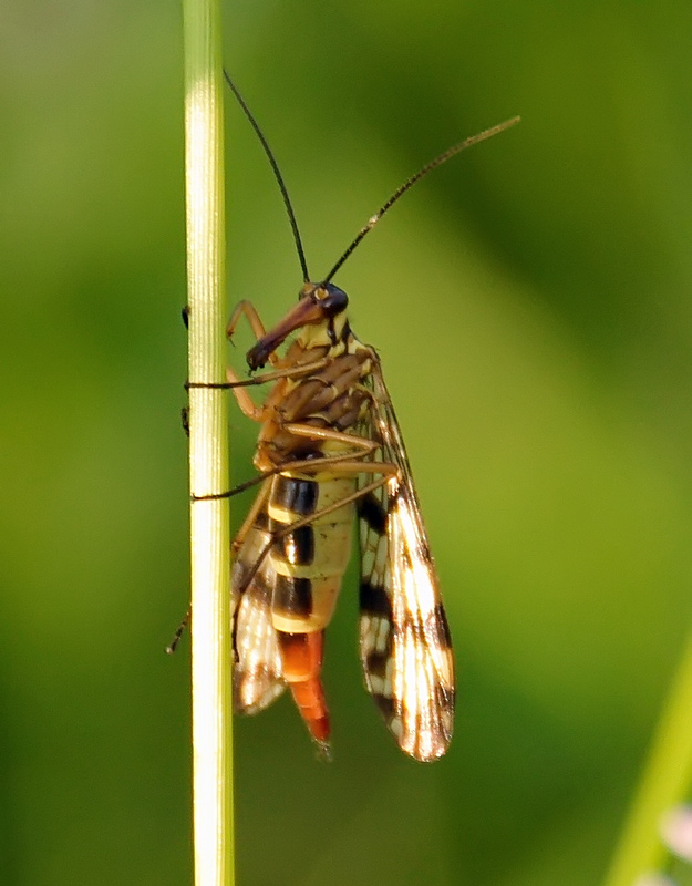 photo "***" tags: macro and close-up, nature, insect