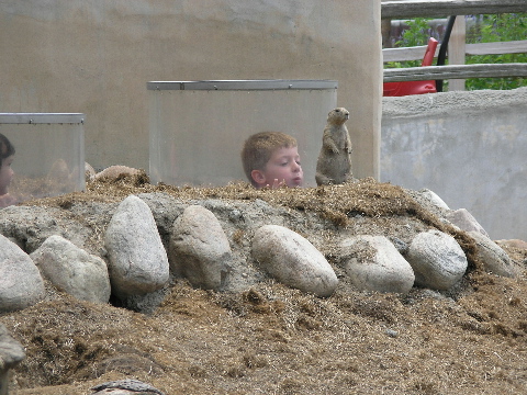 фото "Prairie Dogs" метки: разное, 