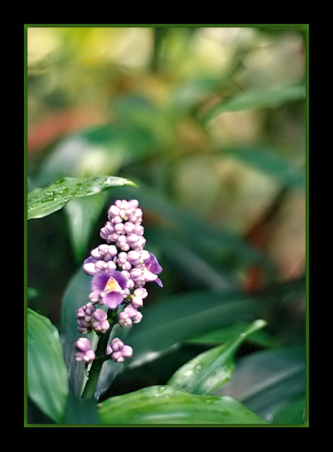 photo "Lilac simplicity" tags: still life, 