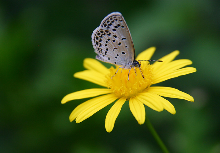 фото "Butterfly on Yellow Flower" метки: природа, насекомое, цветы