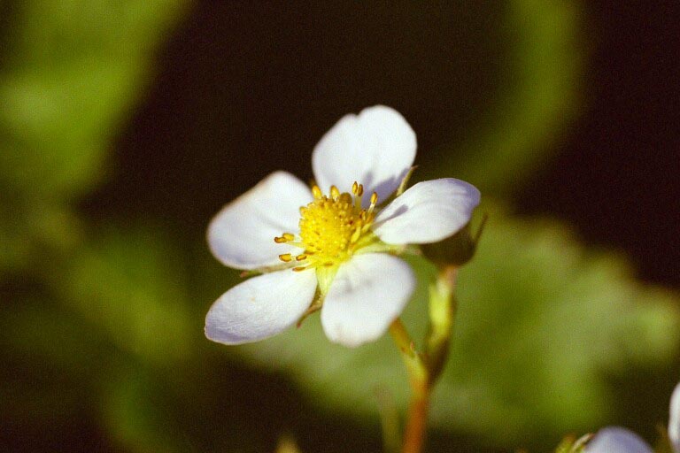 photo "Strwaberry" tags: nature, flowers