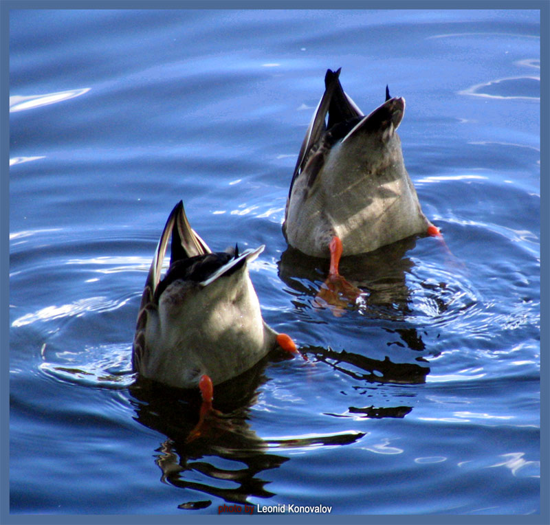 photo ":)olphins" tags: nature, travel, Europe, wild animals