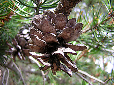 photo "in the forest#2" tags: landscape, macro and close-up, forest