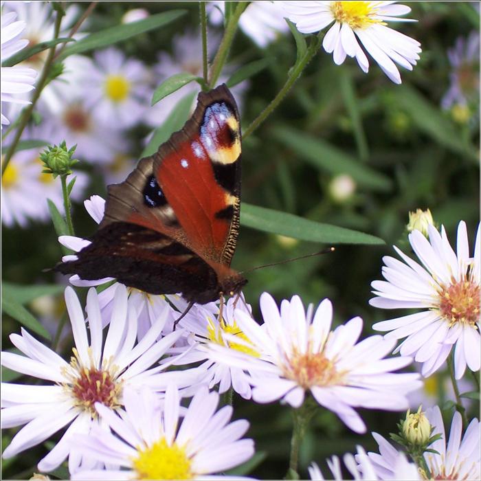 photo "About flowers and butterflies" tags: nature, flowers, insect