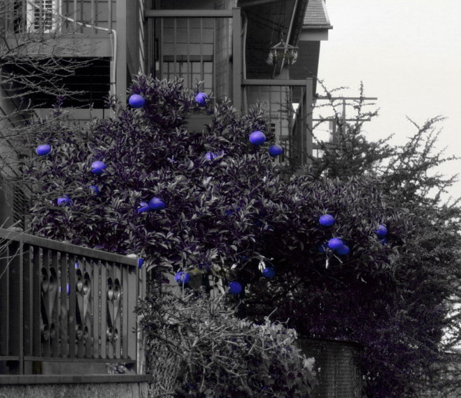 photo "Dark blue oranges in the country of miracles" tags: montage, nature, flowers