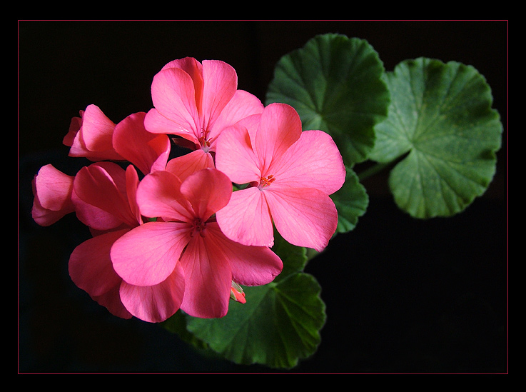 photo "Geranium" tags: nature, flowers