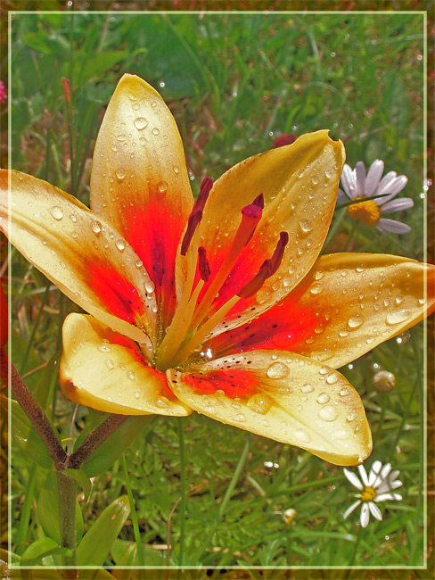 photo "Lily" tags: nature, macro and close-up, flowers