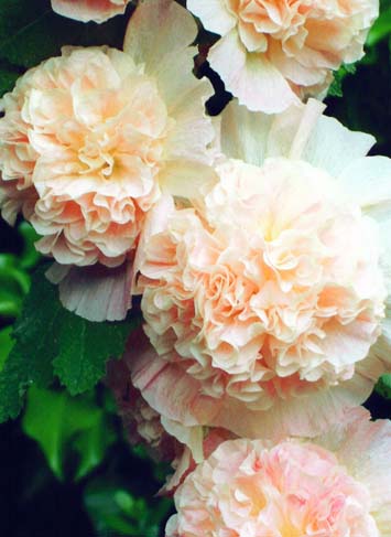 photo "Hollyhock No1" tags: macro and close-up, nature, flowers