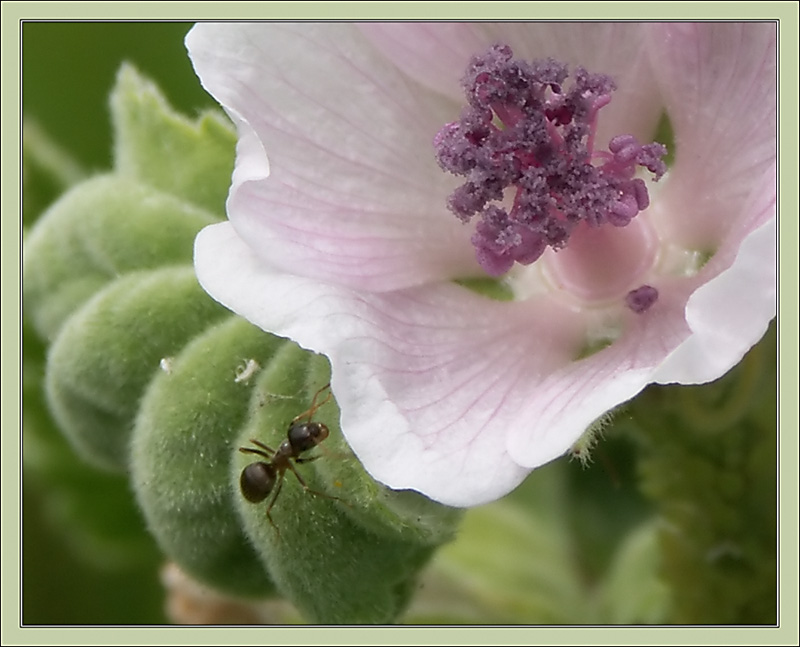 photo "Ant" tags: macro and close-up, nature, insect