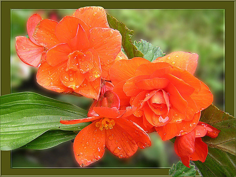 photo "Bright flowers." tags: macro and close-up, nature, flowers