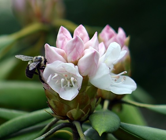 фото "Beauty and the bee - n7930" метки: фотомонтаж, природа, дикие животные
