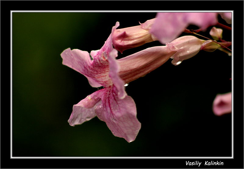 photo "Freshness...." tags: nature, landscape, flowers, summer