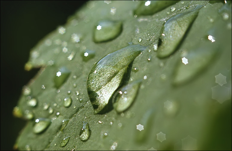 photo "After a rain" tags: macro and close-up, 