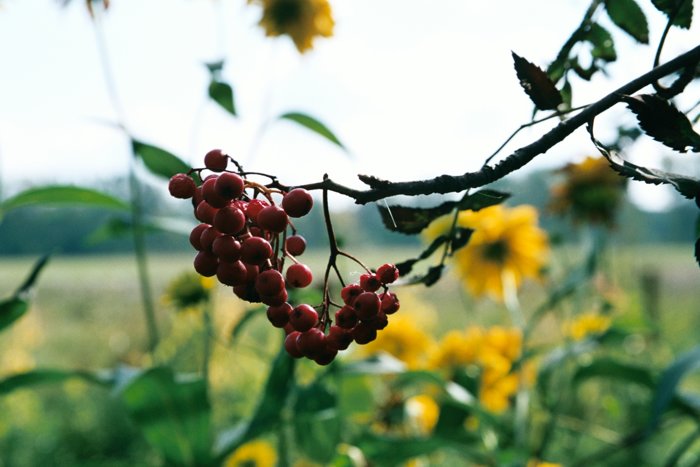 photo "Rowan" tags: nature, landscape, autumn, flowers