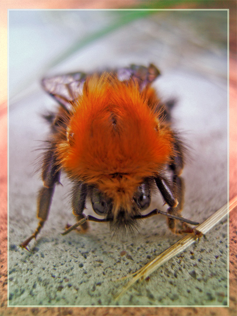 photo "Bumble-bee" tags: nature, macro and close-up, insect