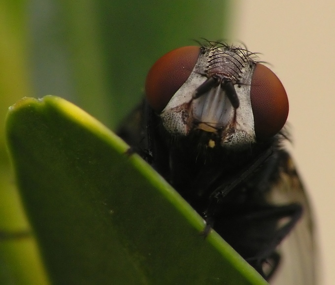 photo "What's up?" tags: macro and close-up, 