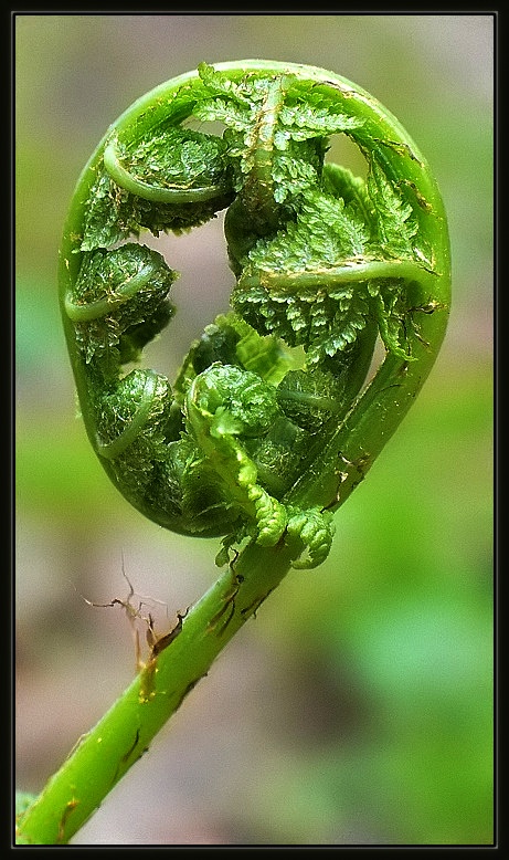 photo "Green Nine" tags: nature, macro and close-up, flowers