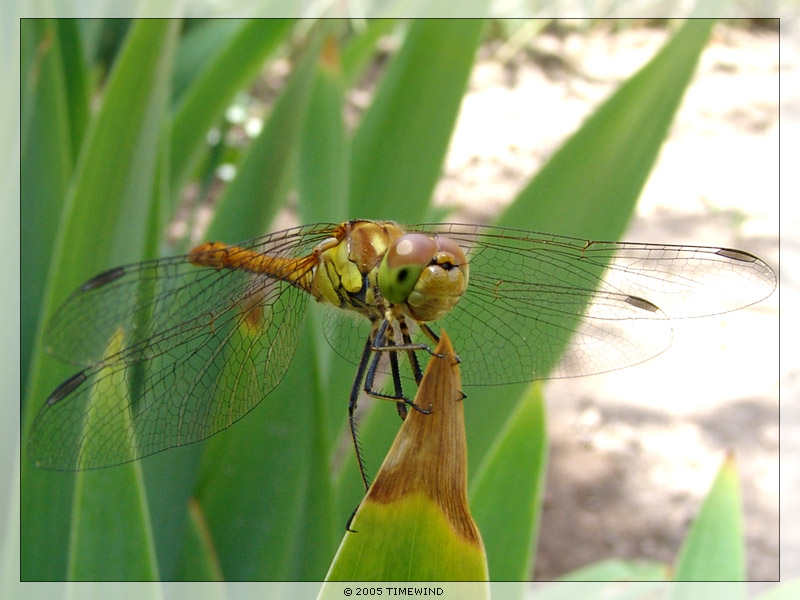 photo "***" tags: macro and close-up, 