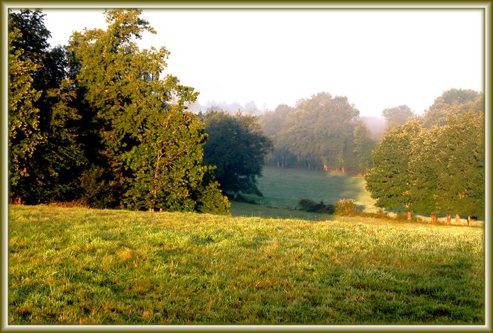 photo "Fogs and mists - 09" tags: landscape, forest, sunset