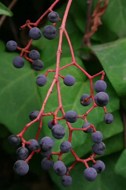 photo "Natures Lungs" tags: nature, flowers