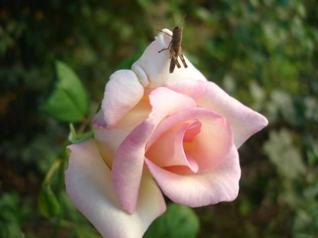 photo "grasshopper and the rose" tags: nature, insect