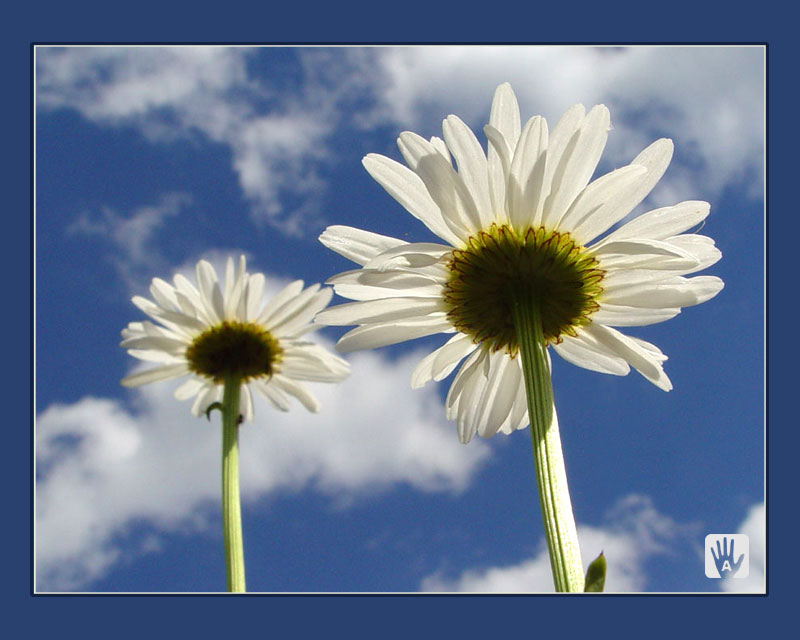 photo "Camomiles" tags: macro and close-up, nature, 