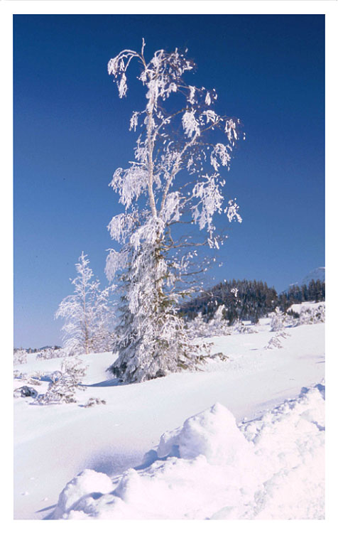 фото "***" метки: пейзаж, зима